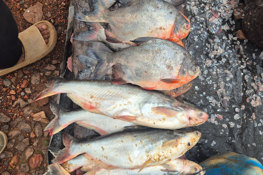 Embracing Your Future Fish