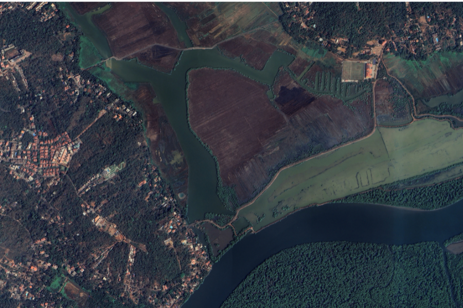 f/1/ Scorched Earth/ f/2/Scorched Bread/ f/1.4/Colocasia esculenta/f/2.8