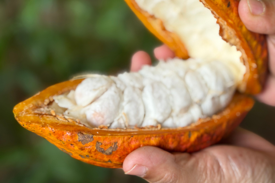 The Journey of Chocolate 